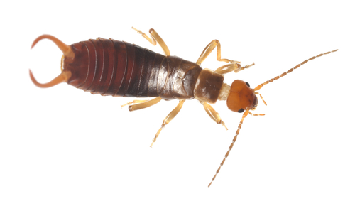 Earwig